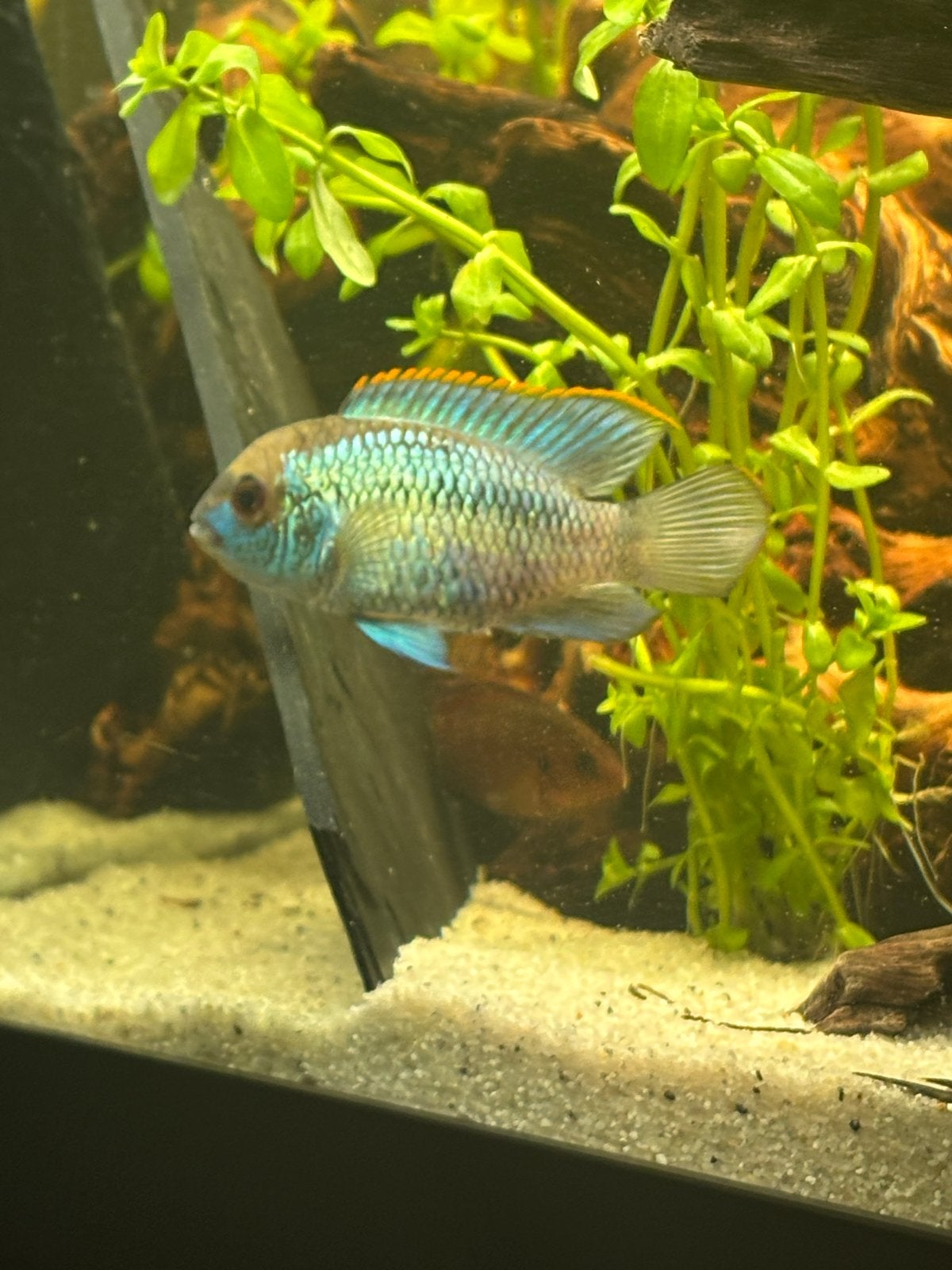 Blauwe acaras babys, Vis, Zoetwatervis