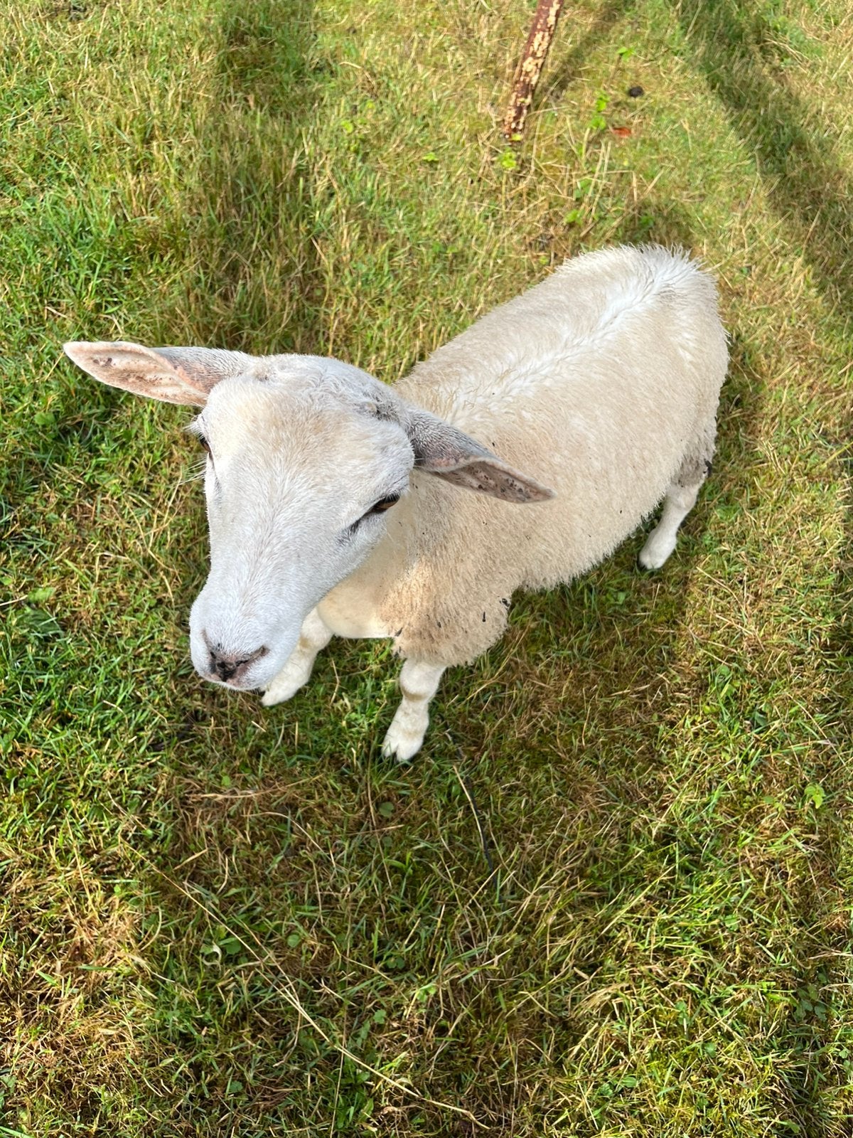 2 ramlammeren, Dieren en Toebehoren, Mannelijk, Schaap