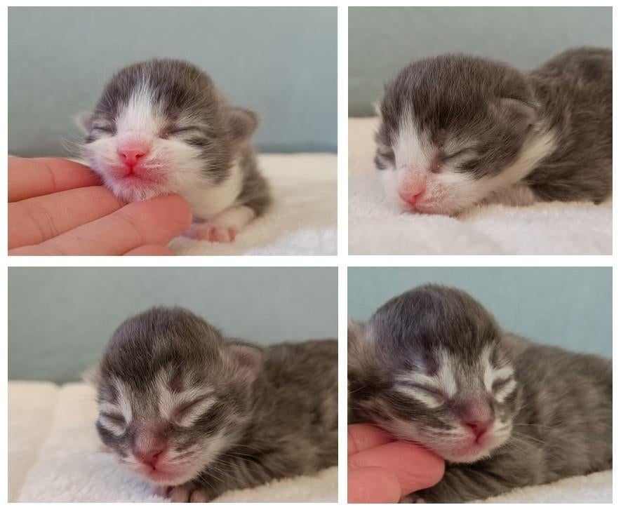 Siberische boskat x Maine Coon kittens, liefdevol opgegroeid, Dieren en Toebehoren, Meerdere dieren, Gechipt, 0 tot 2 jaar