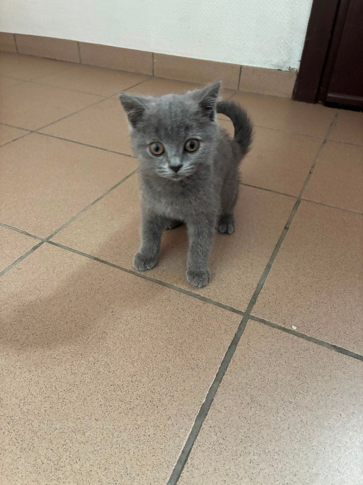 British korthaar kitten, Poes