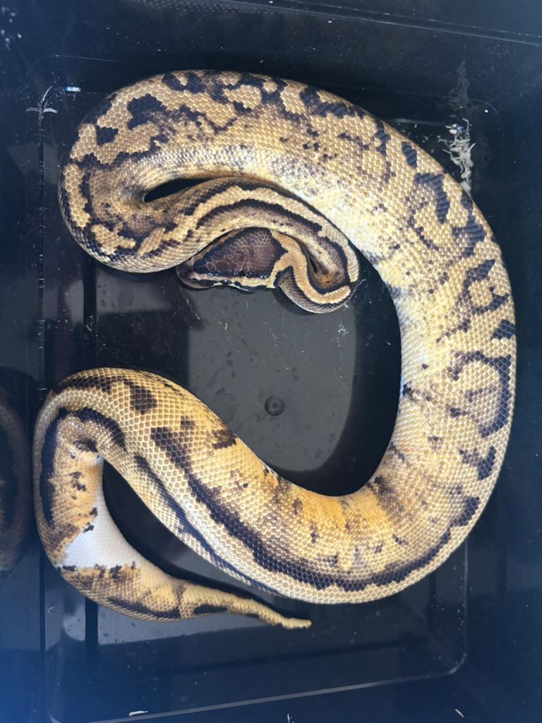 3xPastel panther piebald, Dieren en Toebehoren, Reptielen en Amfibieën, Slang, 0 tot 2 jaar