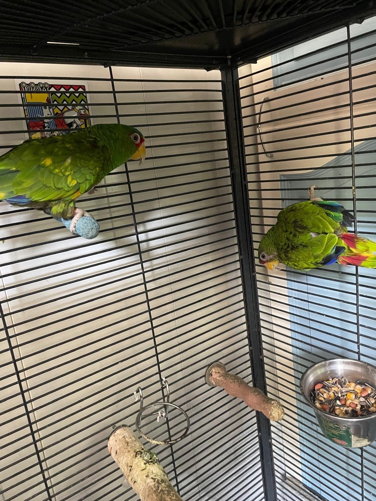 Papegaai, Meerdere dieren, Papegaai, Pratend