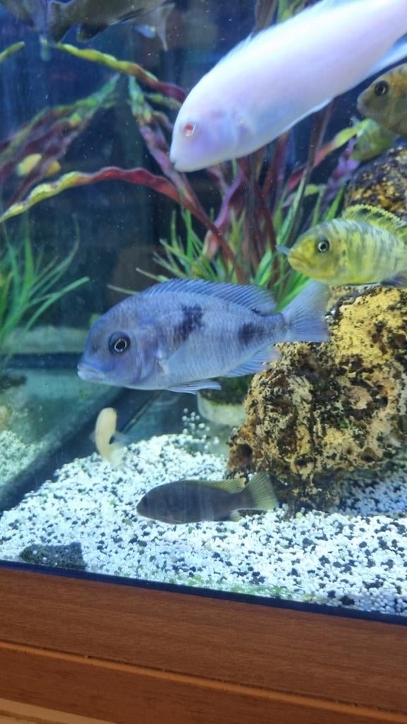 Malawi cichliden mix, Dieren en Toebehoren, Vissen | Aquariumvissen