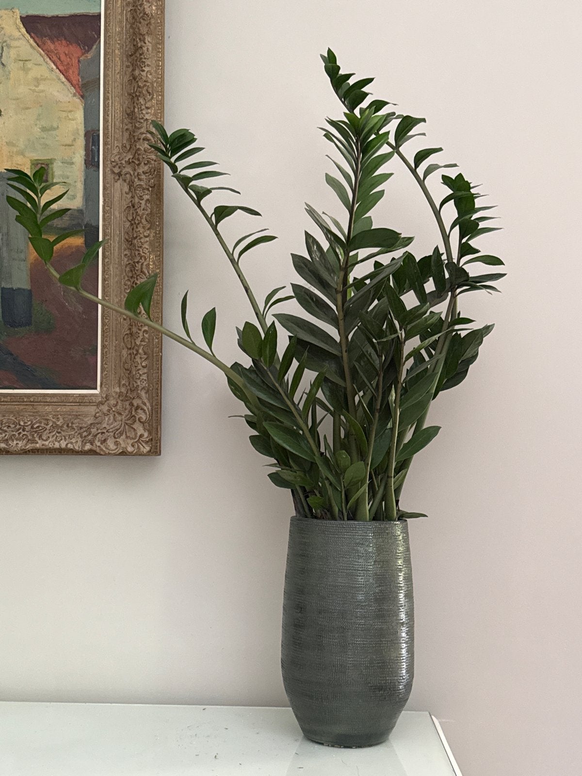 Zamioculcas plant in keramische bloempot, Huis en Inrichting, Kamerplanten, Ophalen, 100 tot 150 cm, Overige soorten, Halfschaduw