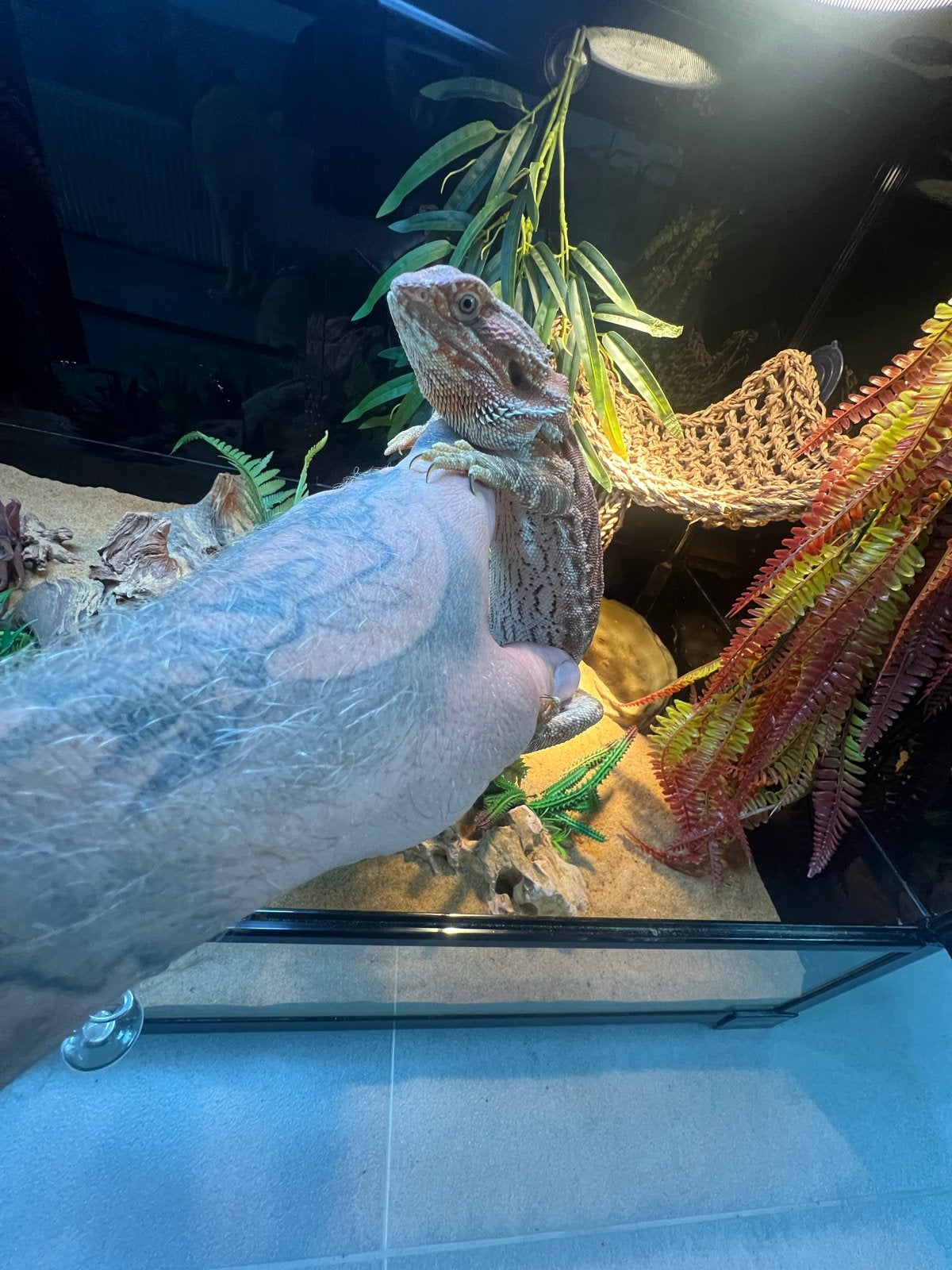Baardagaam Rex met terrarium, Met terrarium, 0 tot 2 jaar