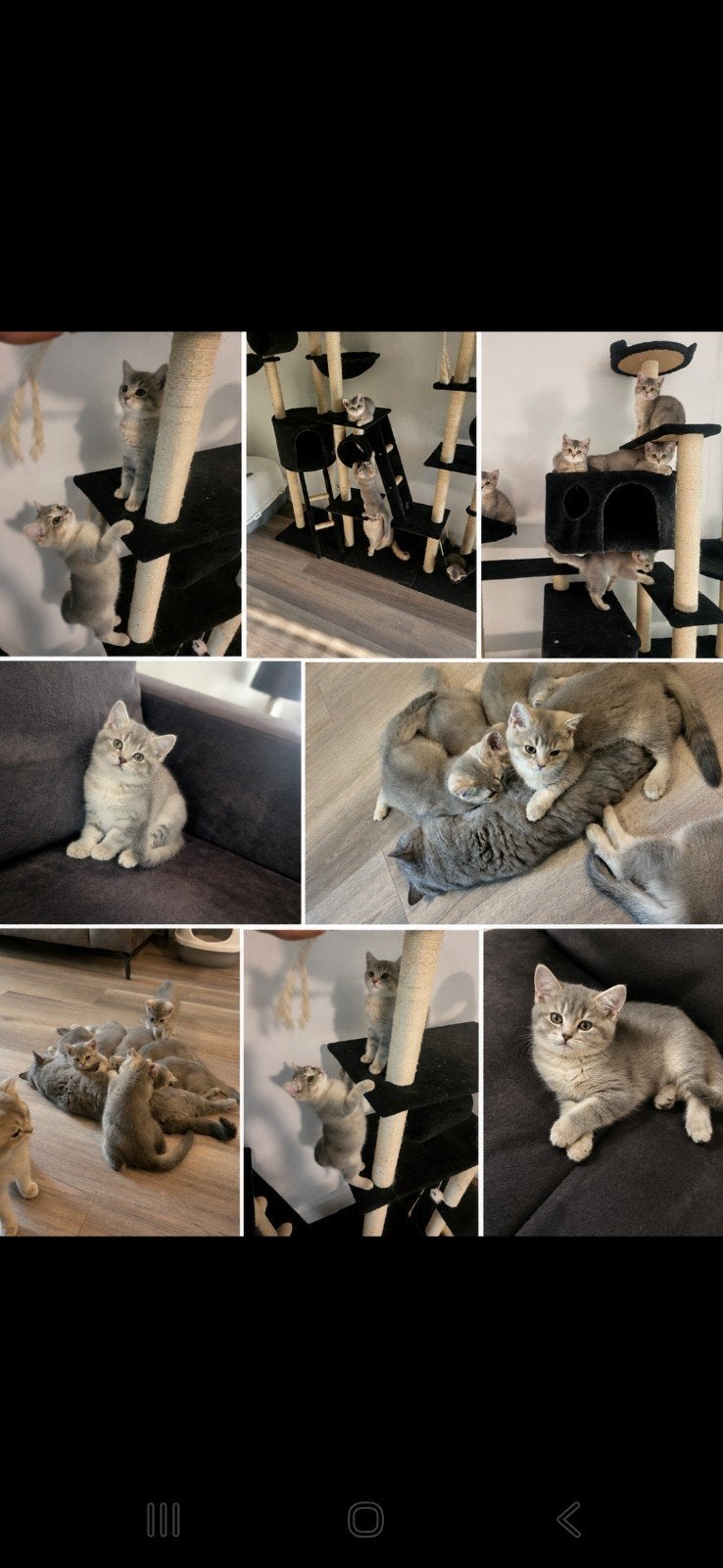 Raszuivere, Britse korthaar kittens, Blue Golden Shaded,€975, Meerdere dieren, Gechipt