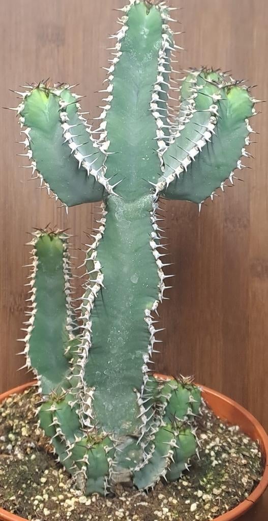 Cactus, Ophalen of Verzenden, Cactus, Volle zon, Minder dan 100 cm
