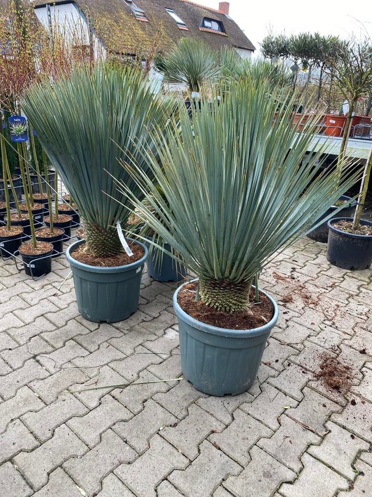 Yucca rostrata - Blauwe Palmlelie 20cm stam, Volle zon, Vaste plant, Zomer, Ophalen