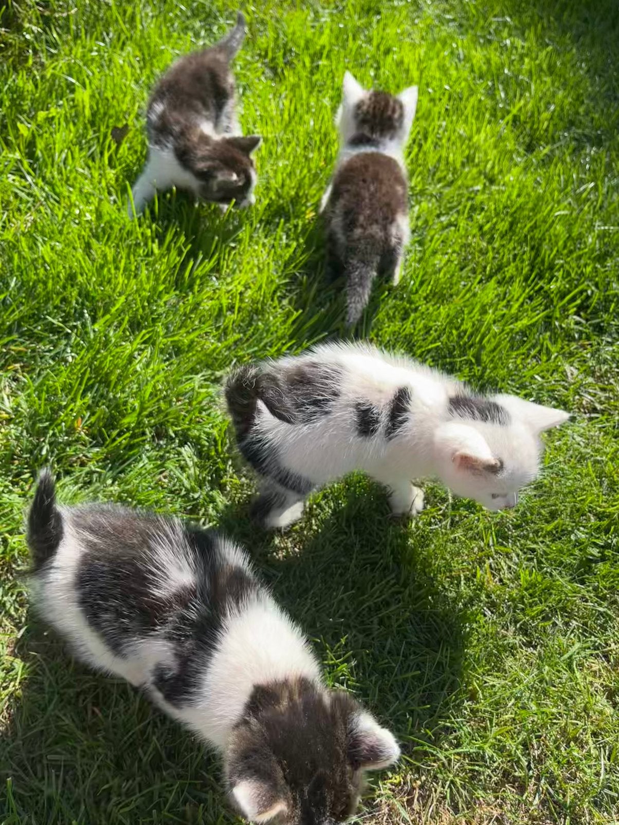 Kittens, Dieren en Toebehoren, Meerdere dieren