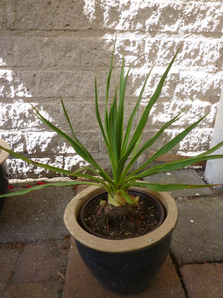 YUCCA OP STAM (PALMLELIE), Tuin en Terras, Ophalen of Verzenden, Vaste plant, Overige soorten, Volle zon