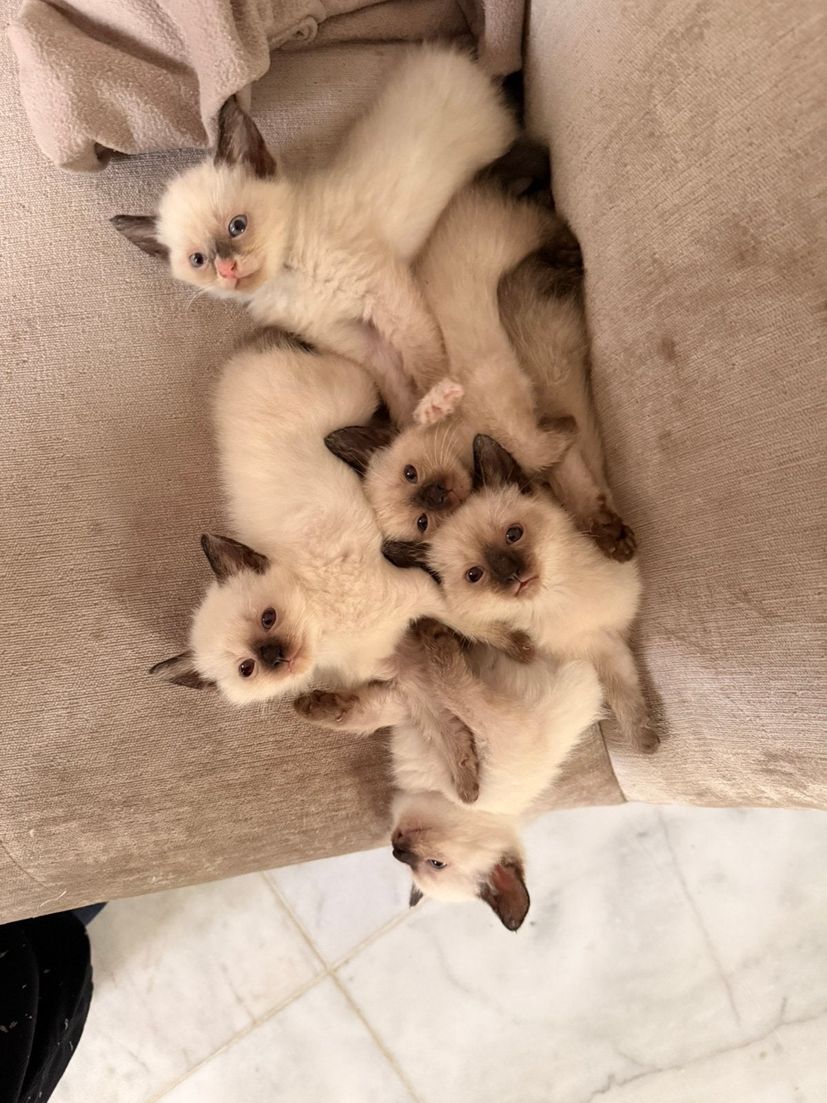 Raszuivere siamees kittens, Meerdere dieren, 0 tot 2 jaar