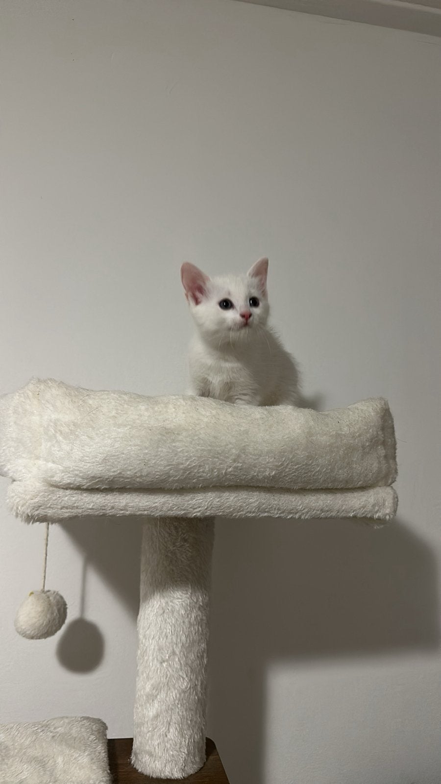 Turkse angora mix kittens, Meerdere dieren