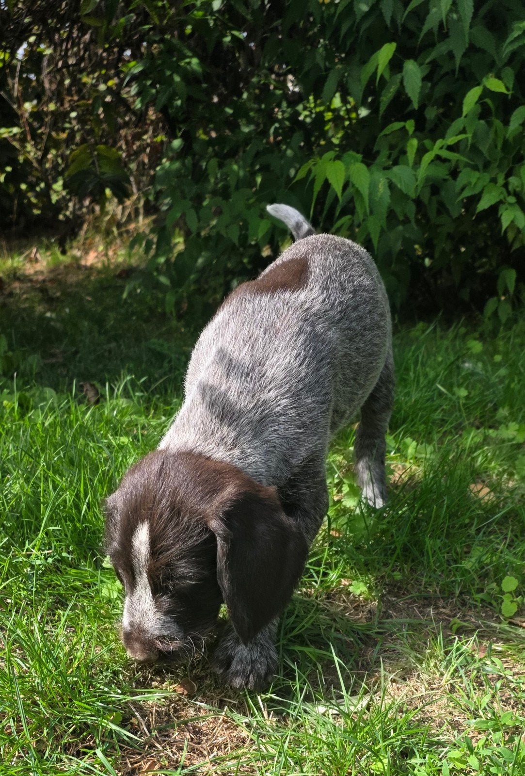 Duitse staande draadhaar pups stamboom FCI, Reu, 8 tot 15 weken, Meerdere, Duitse Staande hond