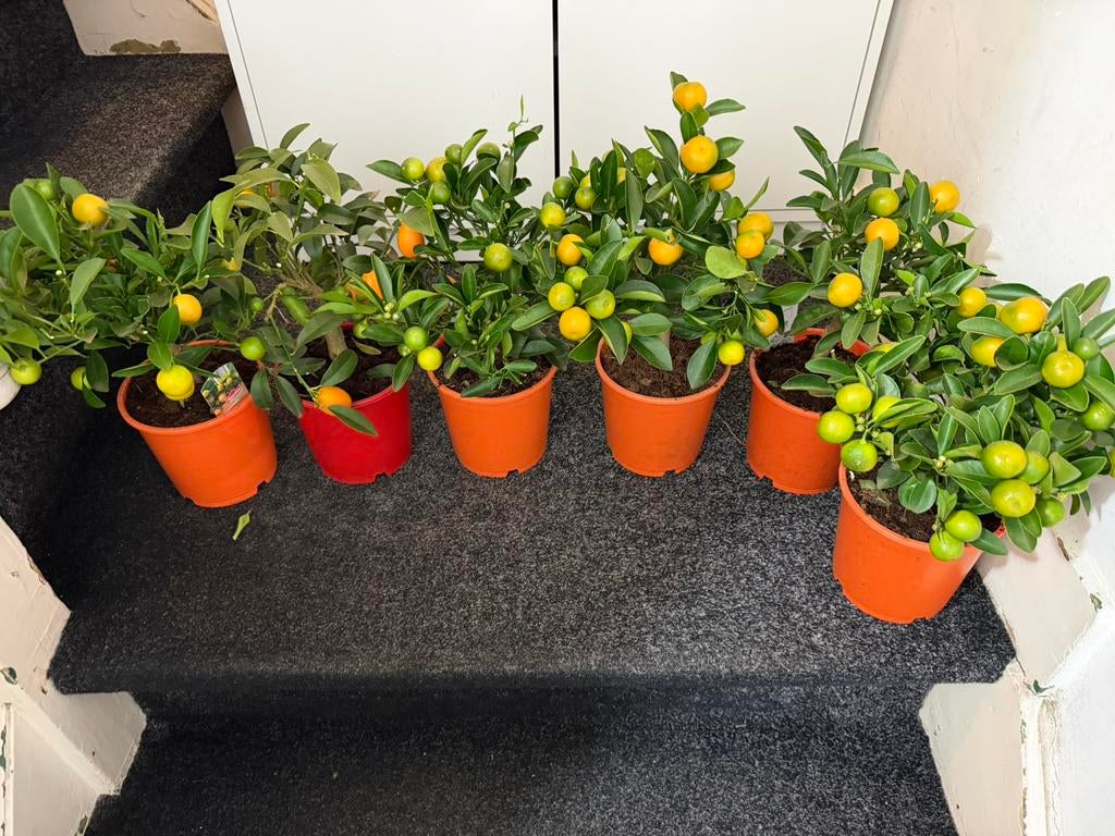 Citrus Calamondin 15cm, Tuin en Terras, Planten | Tuinplanten, Ophalen of Verzenden, Overige soorten, Volle zon