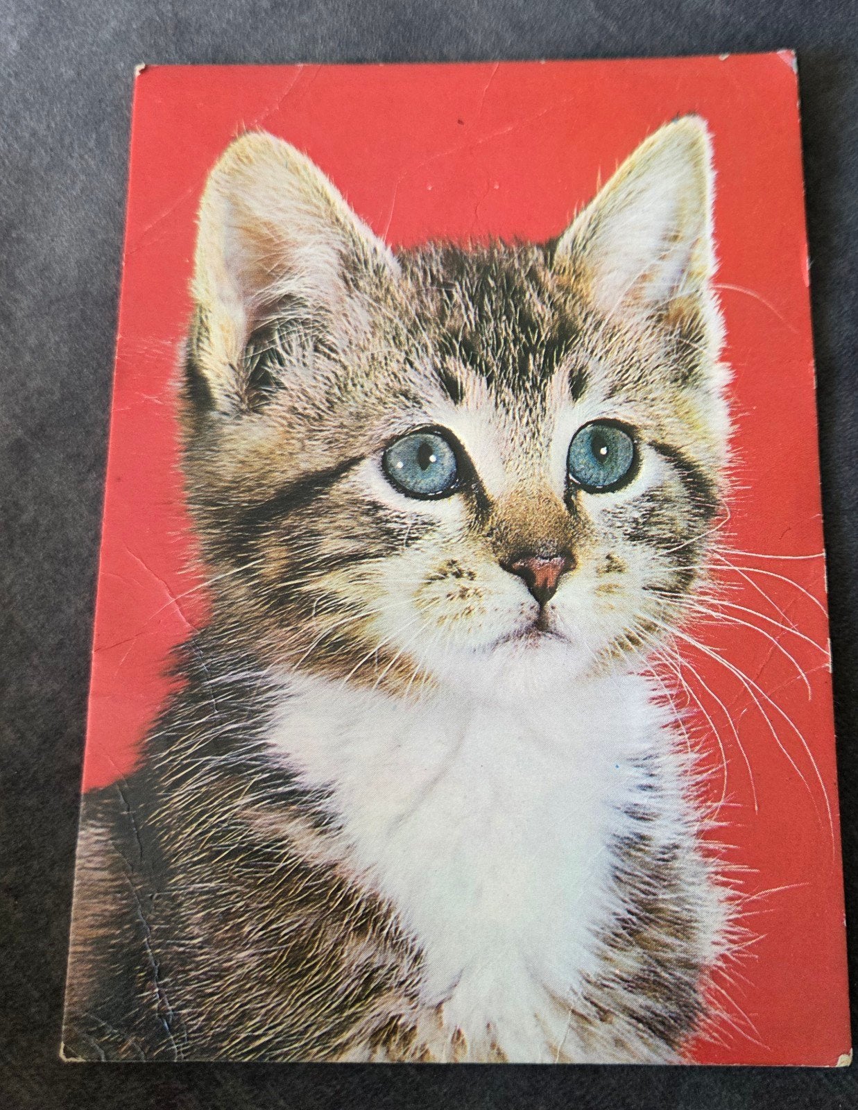 Schattig Katje met Blauwe Ogen, Verzenden, 1960 tot 1980, Ongelopen, Hond of Kat