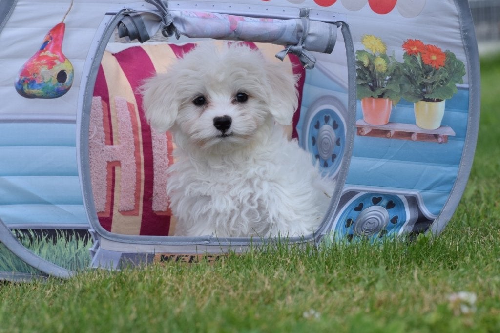 Maltezer pups, Dieren en Toebehoren, Honden | Chihuahua's en Gezelschapshonden, Meerdere dieren, Maltezer, Fokker | Professioneel
