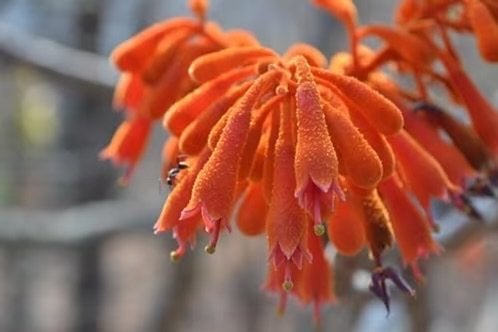 Caudex plant Firmiana (Sterculia Colorata) (zeldzaam), Overige soorten, In pot, Minder dan 100 cm, Bloeiende kamerplant