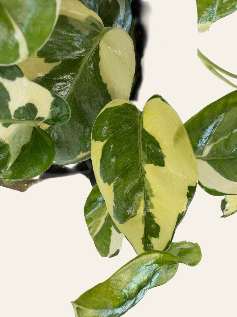 Epipremnum N'joy p12, Huis en Inrichting, Kamerplanten, Ophalen of Verzenden, Halfschaduw, Minder dan 100 cm