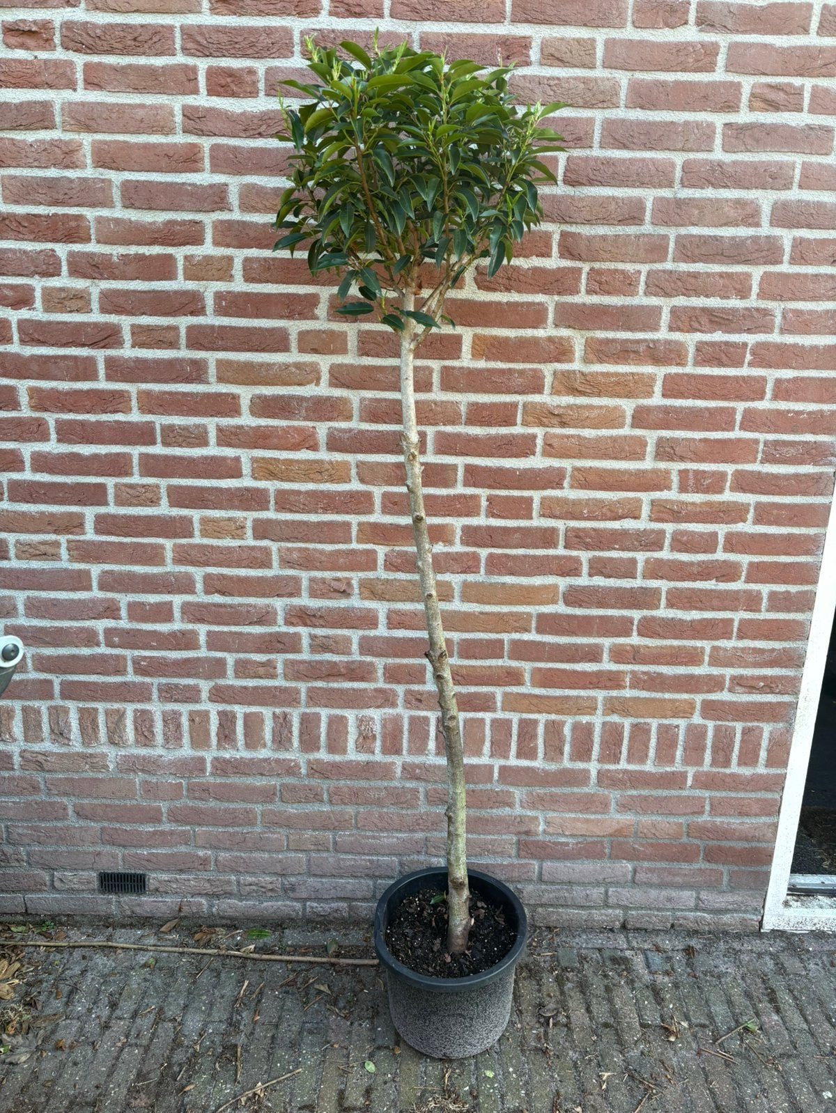 Portugese laurier op stam. Bol, Tuin en Terras, Planten | Bomen, Bloeit niet, Halfschaduw, 100 tot 250 cm, Overige soorten