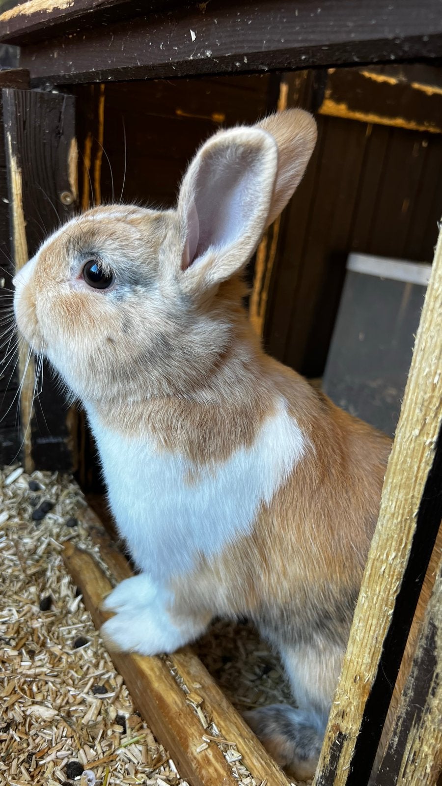 Jong konijntje, Dieren en Toebehoren, Mannelijk, Klein, 0 tot 2 jaar