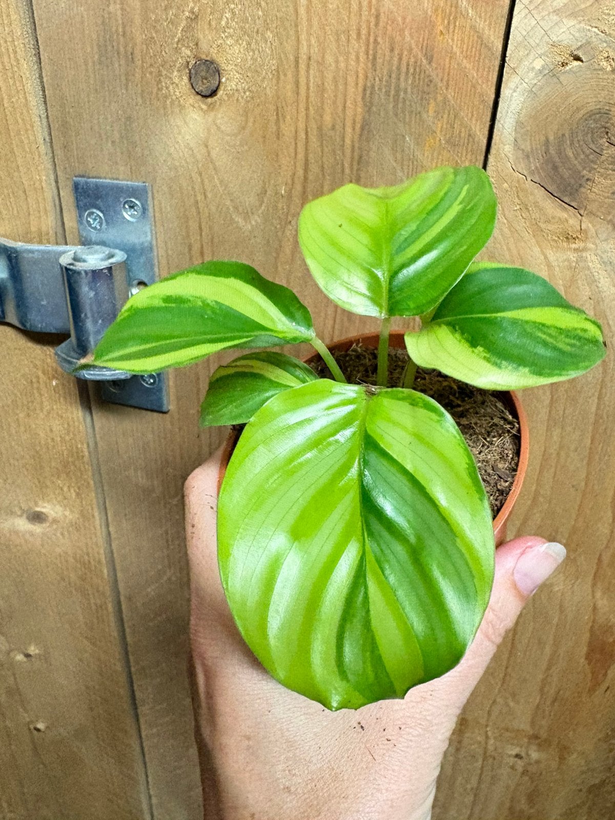 Calathea orbifolia plant variegata aurea yellow lemon lime, Ophalen of Verzenden, Halfschaduw, Minder dan 100 cm