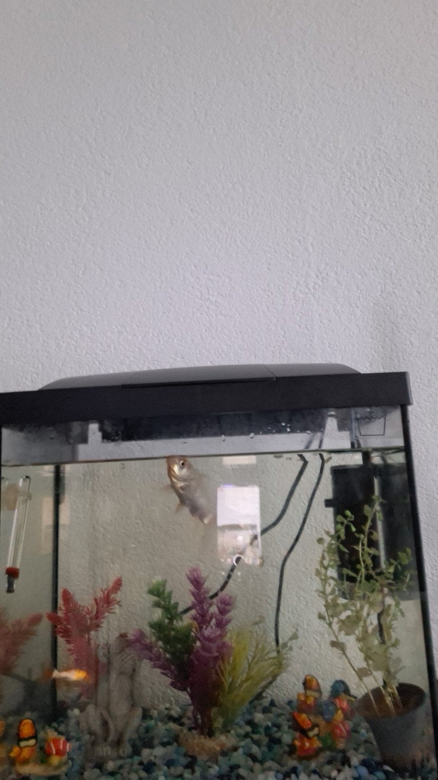 aquarium goudvis voer, Ophalen of Verzenden, Gevuld zoetwateraquarium