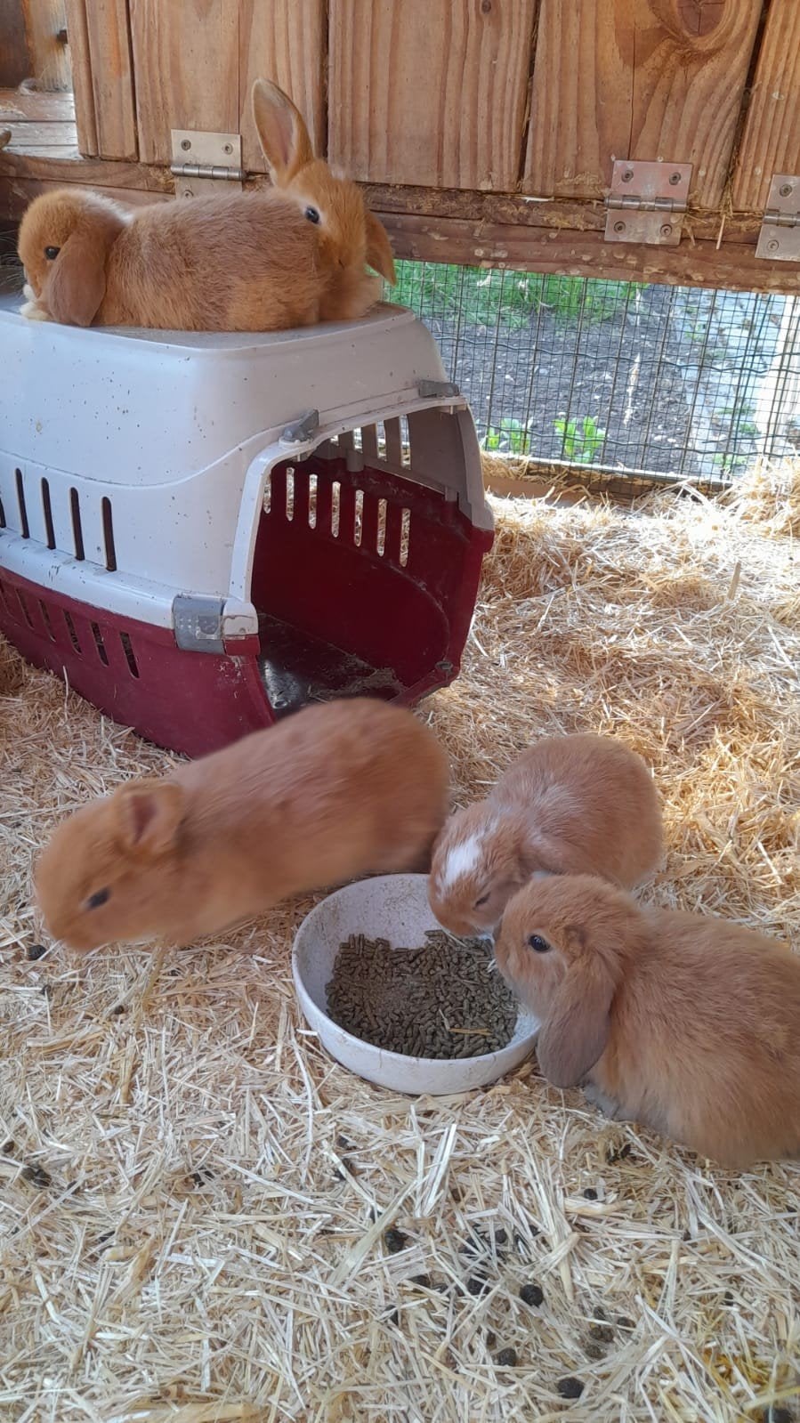 5 prachtige jonge hangoor dwergkonijntjes te koop, Dieren en Toebehoren, Konijnen, Meerdere dieren, Dwerg, Hangoor, 0 tot 2 jaar