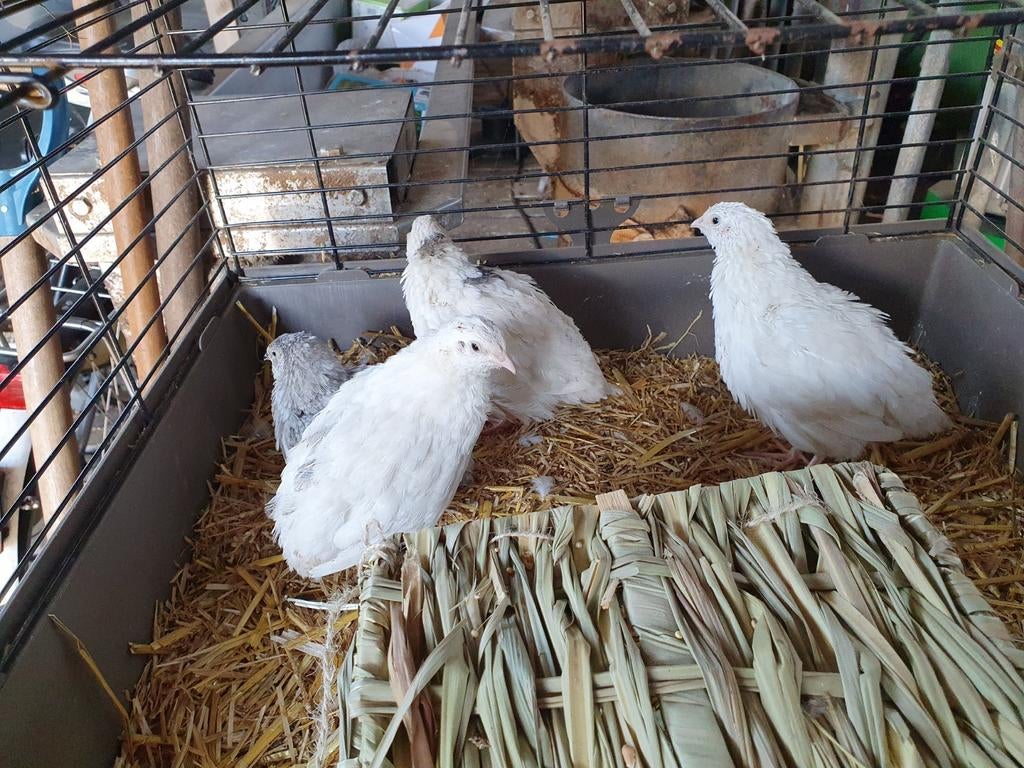 Japanse kwartel hennen te koop, Dieren en Toebehoren, Pluimvee, Vrouwelijk, Overige soorten