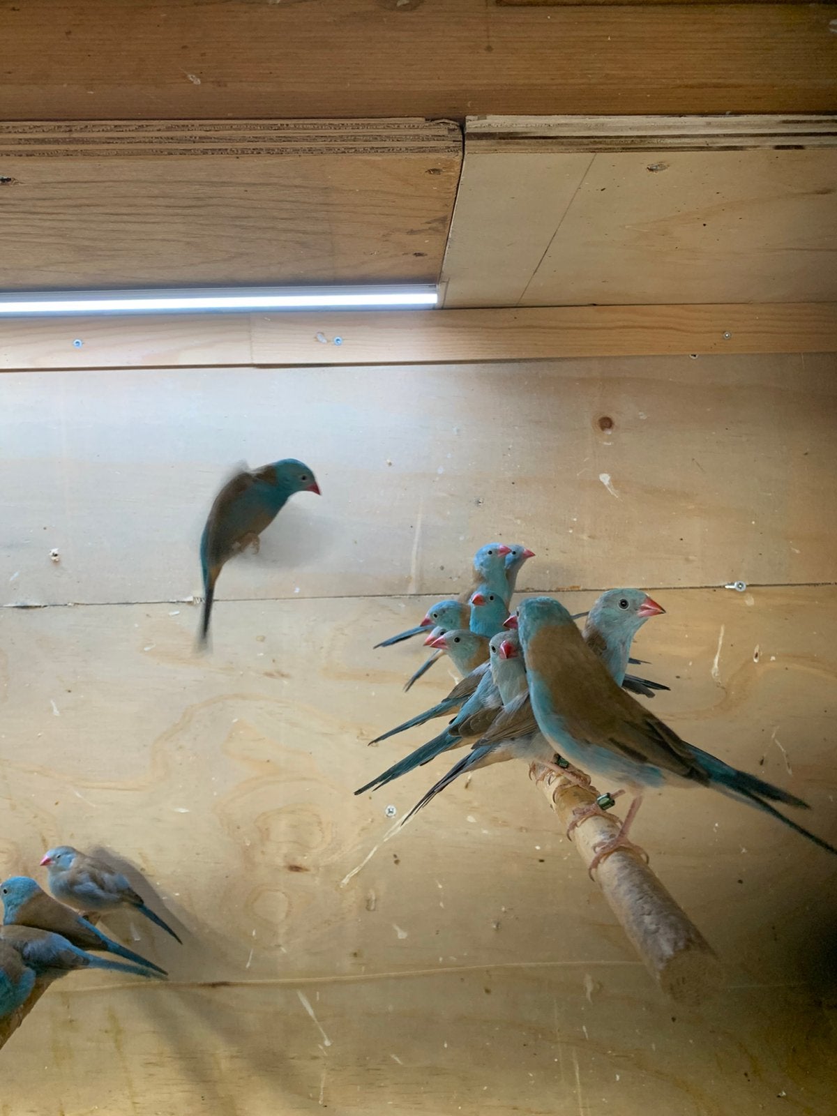 blauwfazantjes, Meerdere dieren, Parkiet