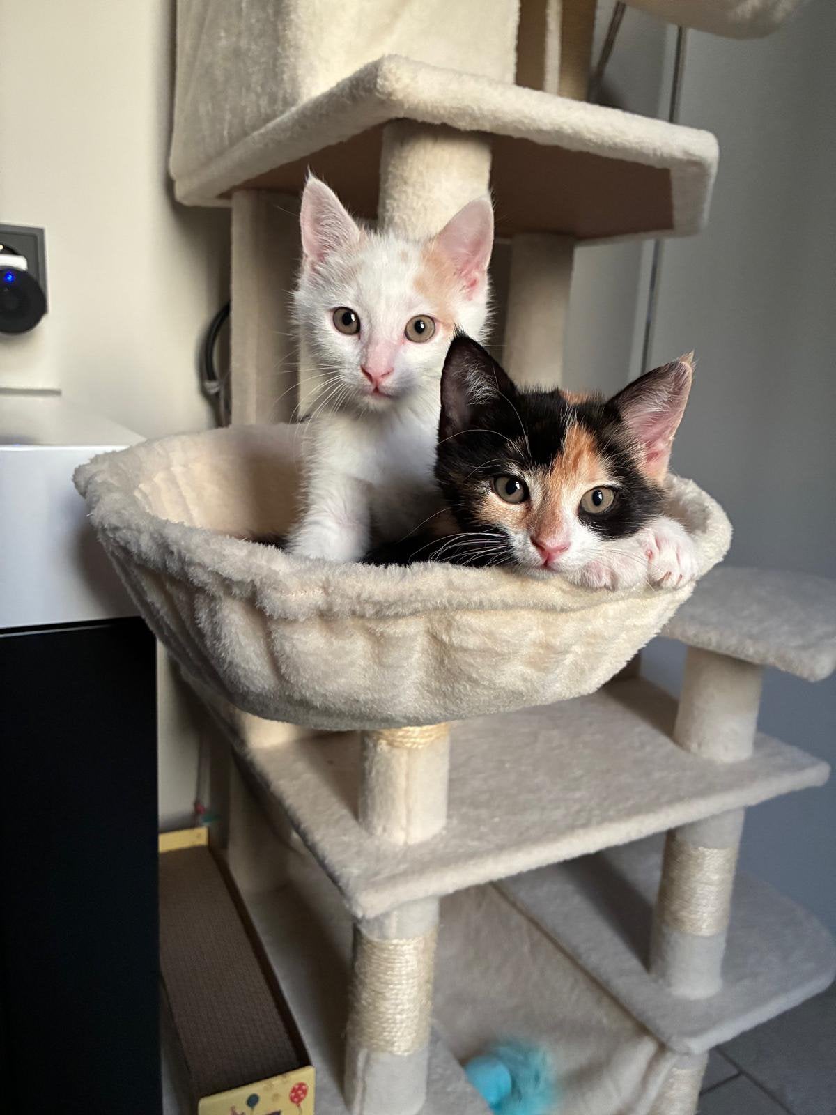 Kittens, Meerdere dieren