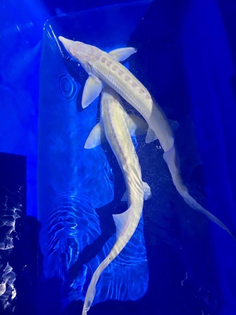 Albino steur 55-60cm, Dieren en Toebehoren, Vissen | Vijvervissen, Steur