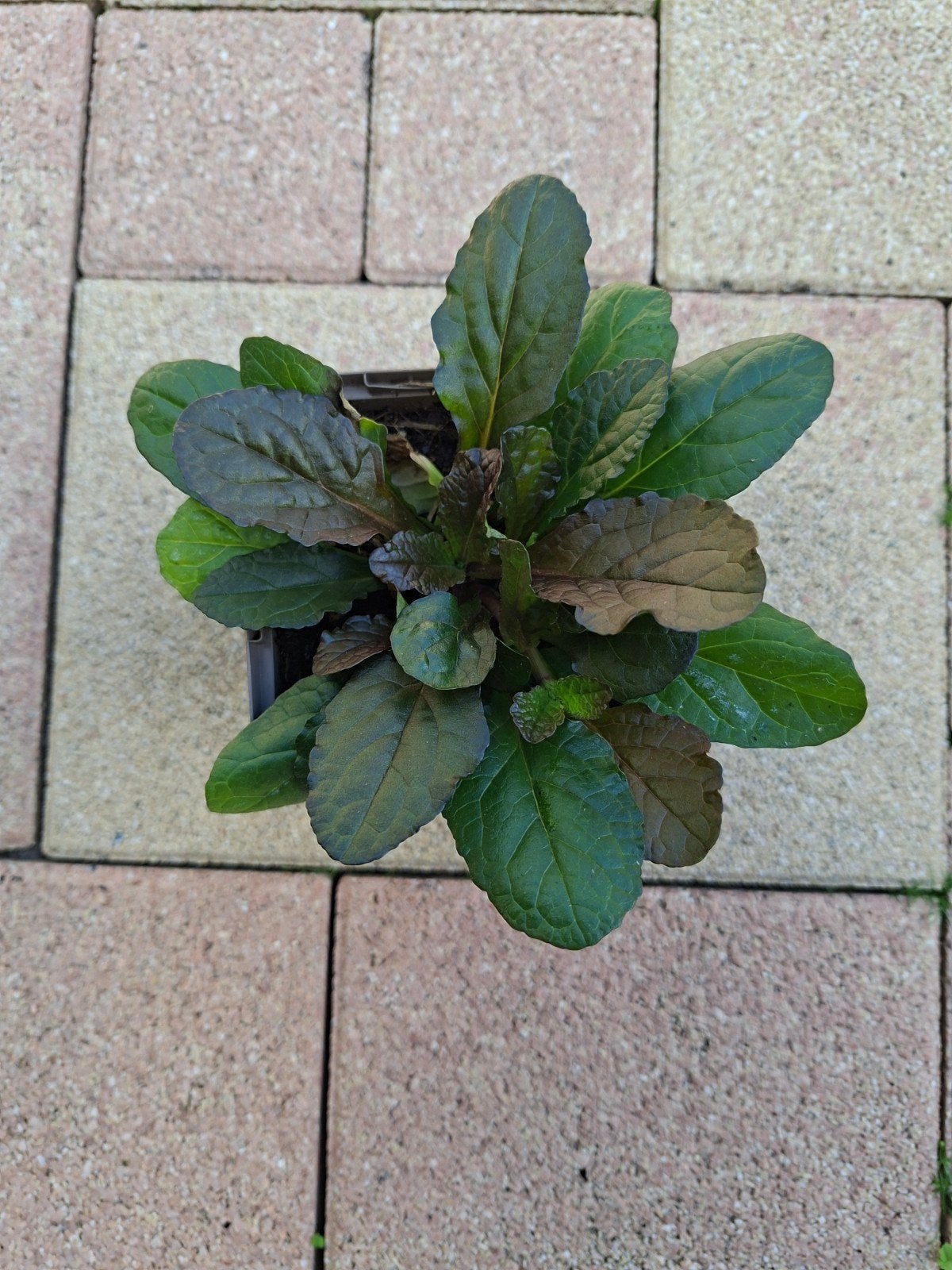 Ajuga reptans 'Zenegroen' - Bodembedekker, Ophalen, Bodembedekkers, Vaste plant, Halfschaduw
