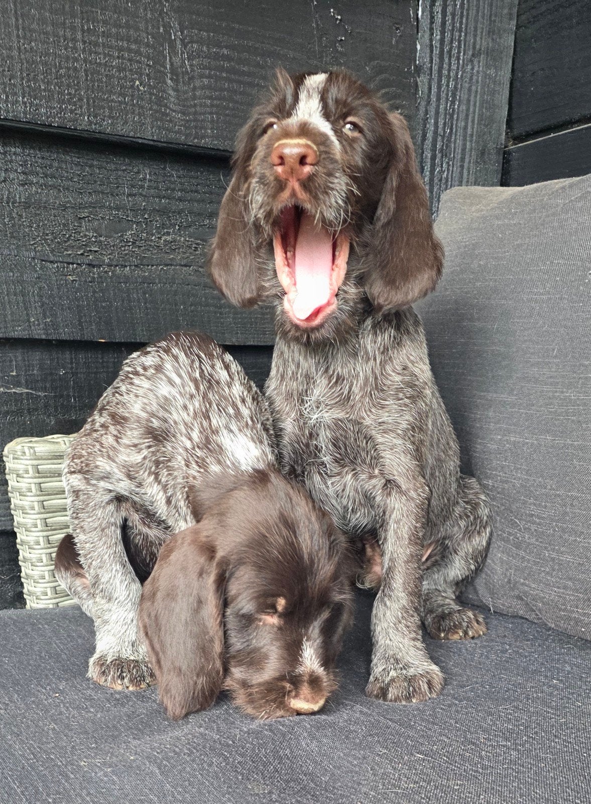Duitse staande draadhaar pups met FCI stamboom., Duitse Staande hond, CDV (hondenziekte), 8 tot 15 weken, Meerdere