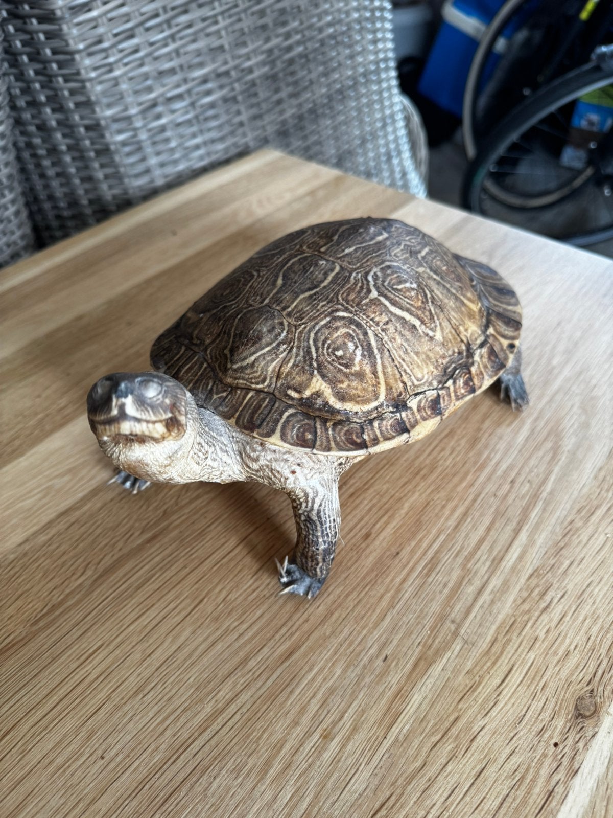 Antieke schildpad opgezet., Ophalen of Verzenden, Nieuw, Reptiel of Amfibie, Opgezet dier