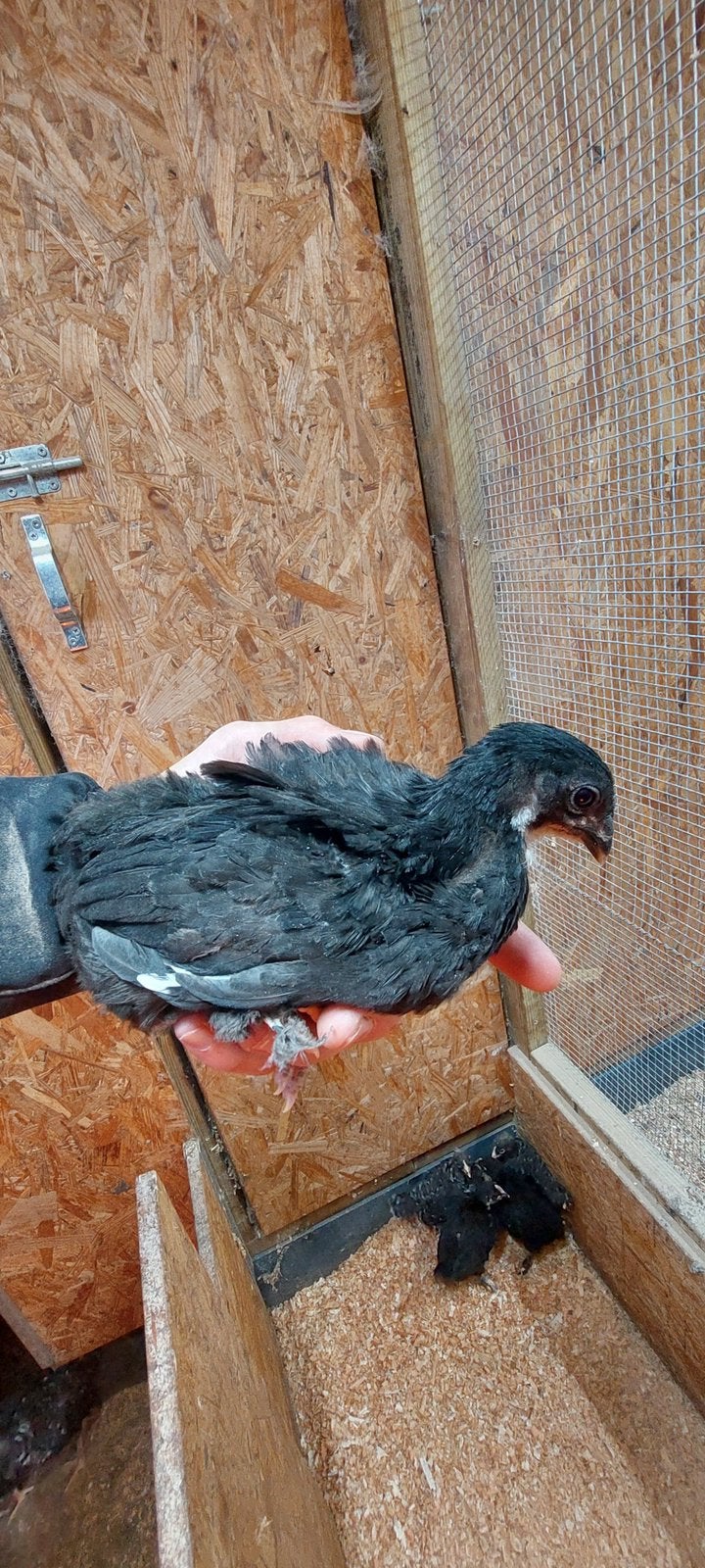 Wie geeft deze mooie amrock kuikens een nieuw leven, Vrouwelijk
