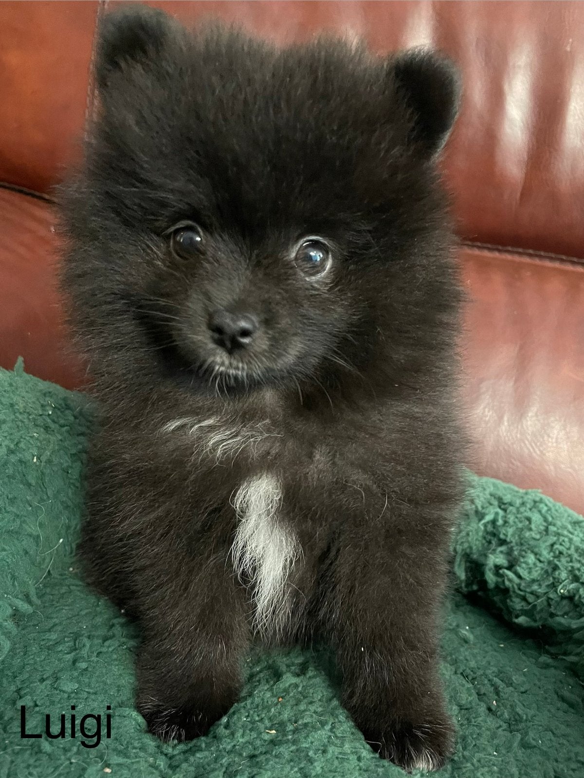4 Prachtige pomeriaan/dwergkees pups.🩷💙, Dieren en Toebehoren, Honden | Chihuahua's en Gezelschapshonden, Overige rassen, 8 tot 15 weken