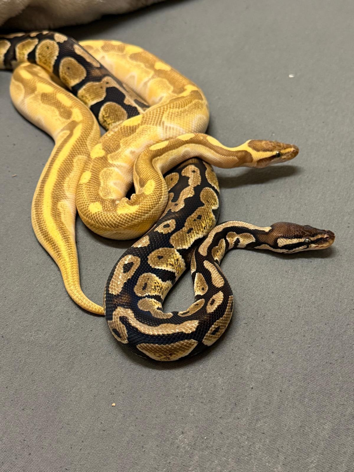 Twee prachtige koningspythons – gele en donkere kleurvariant Ball Python photo 3