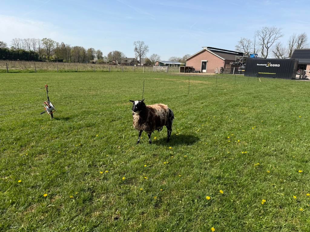 Bonte ooien van 2025 niet drachtig schapen schaap, Dieren en Toebehoren, Stalling en Weidegang