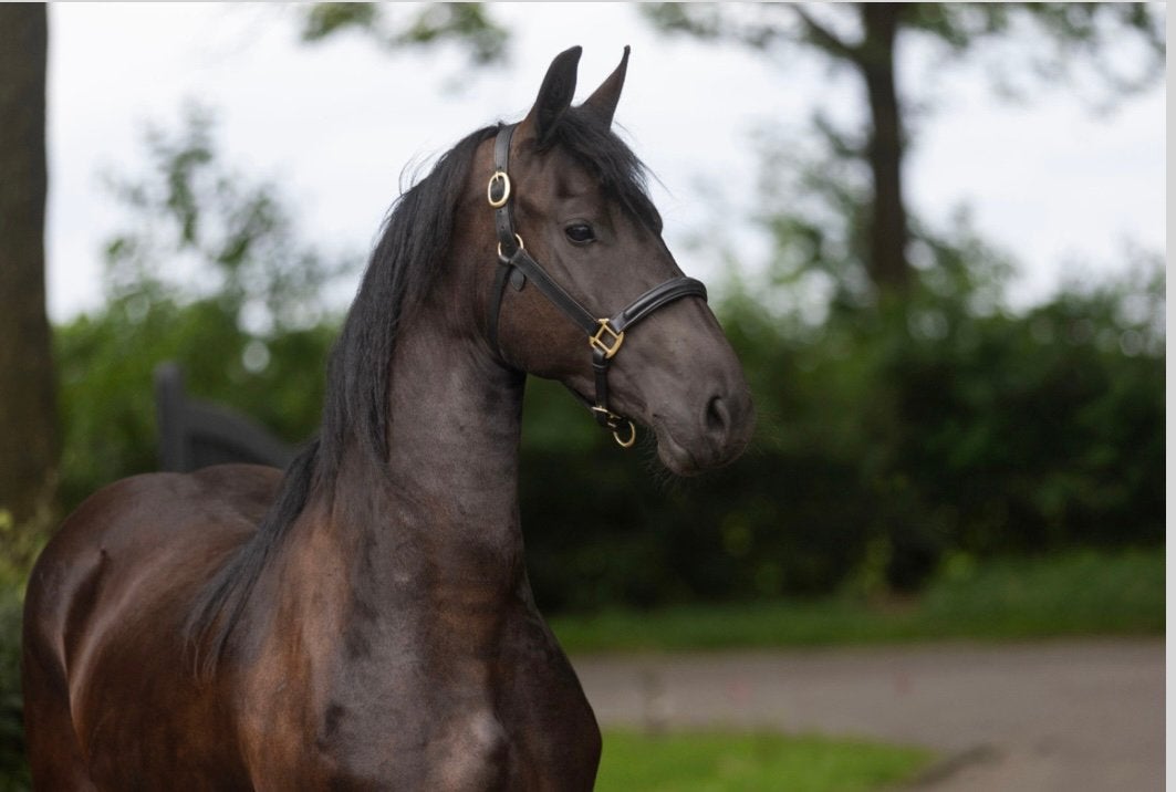 Lieve 2 jarige friese merrie, Dieren en Toebehoren, Merrie, Dressuurpaard, 0 tot 2 jaar