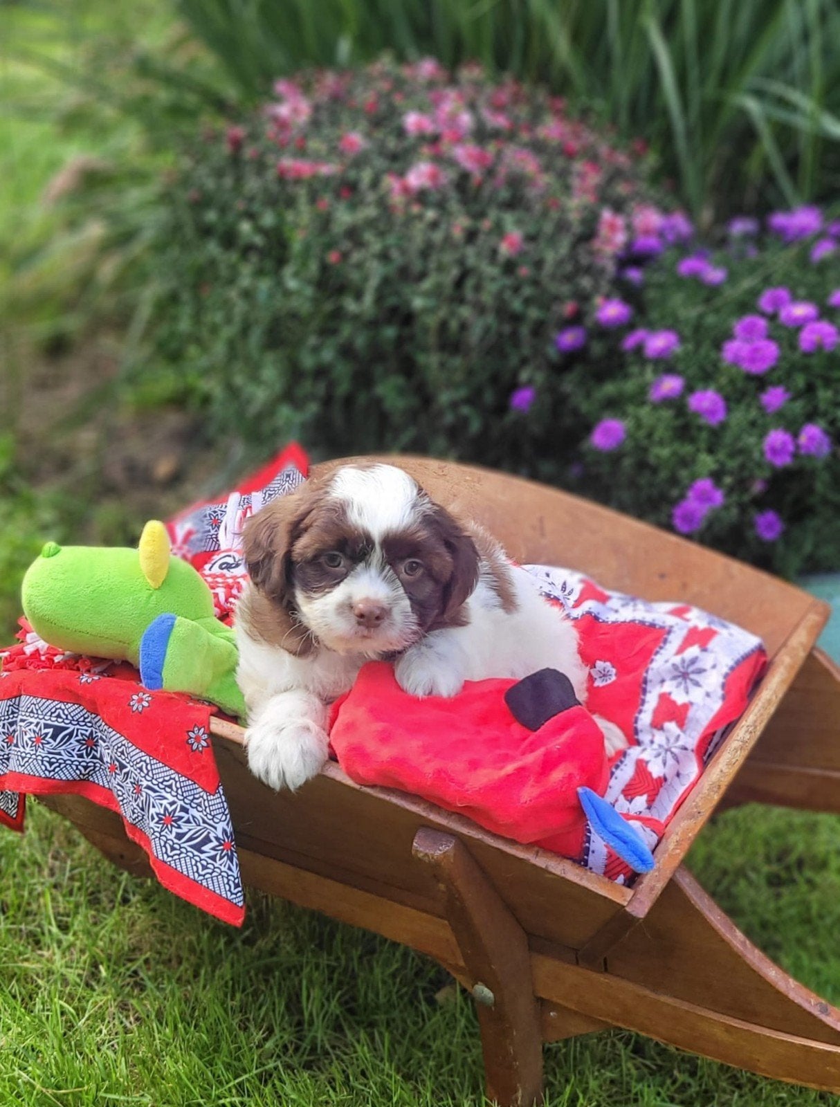 Leuke boomer pups te koop!, CDV (hondenziekte), 8 tot 15 weken, Meerdere, Meerdere dieren