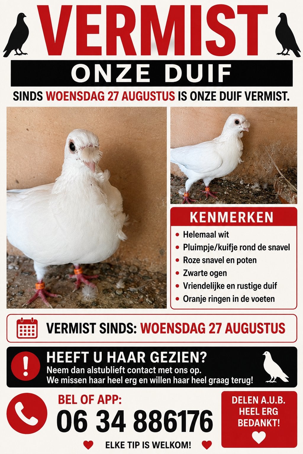Vermist duif, Dieren en Toebehoren, Vogels | Duiven, Overige soorten