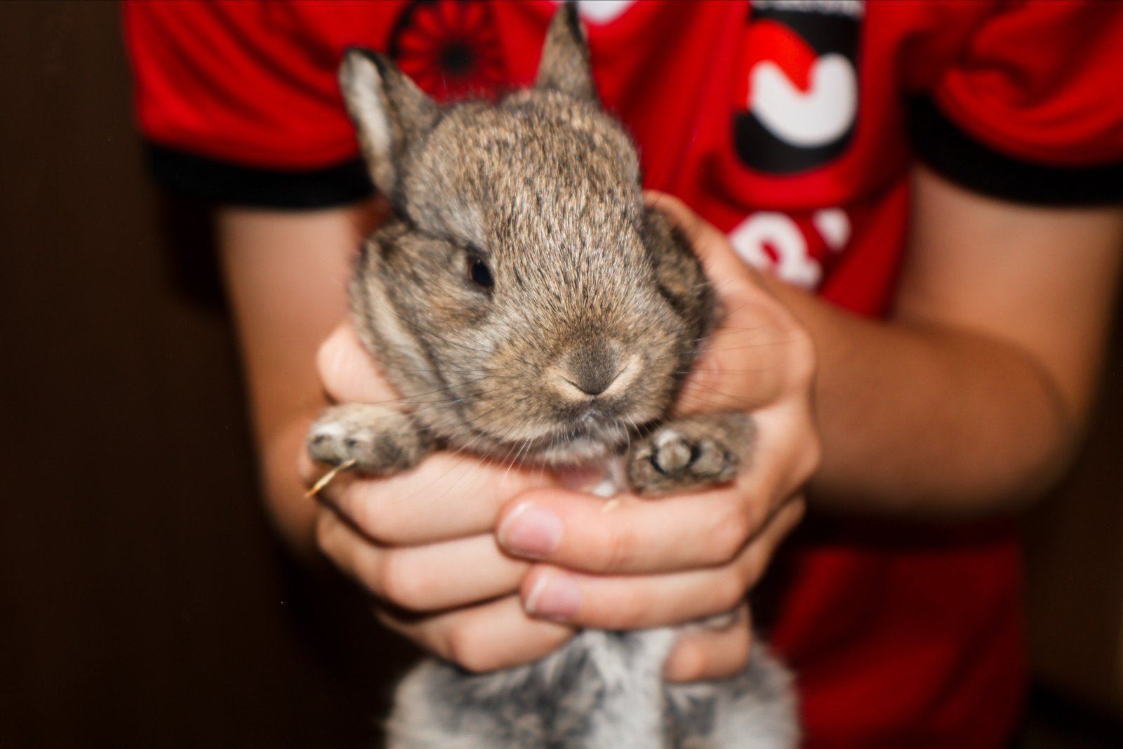 Vijf lieve baby konijntjes te koop, Dieren en Toebehoren, Augustus, Geslacht onbekend, Overige typen, Tam