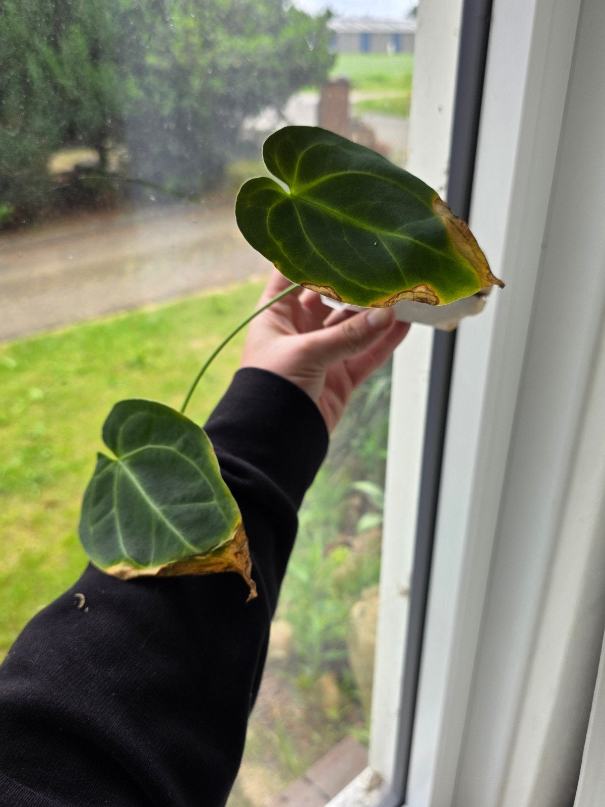 Anthurium noid, Ophalen of Verzenden, Halfschaduw, Minder dan 100 cm