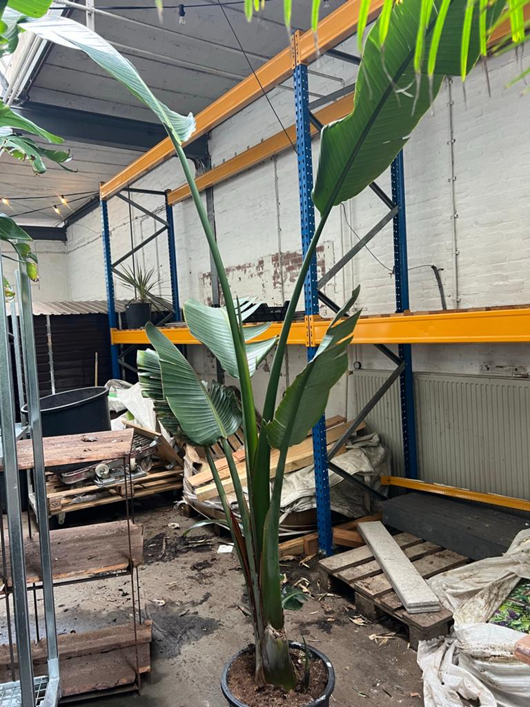 Strelitzia Nicolai -  250 cm