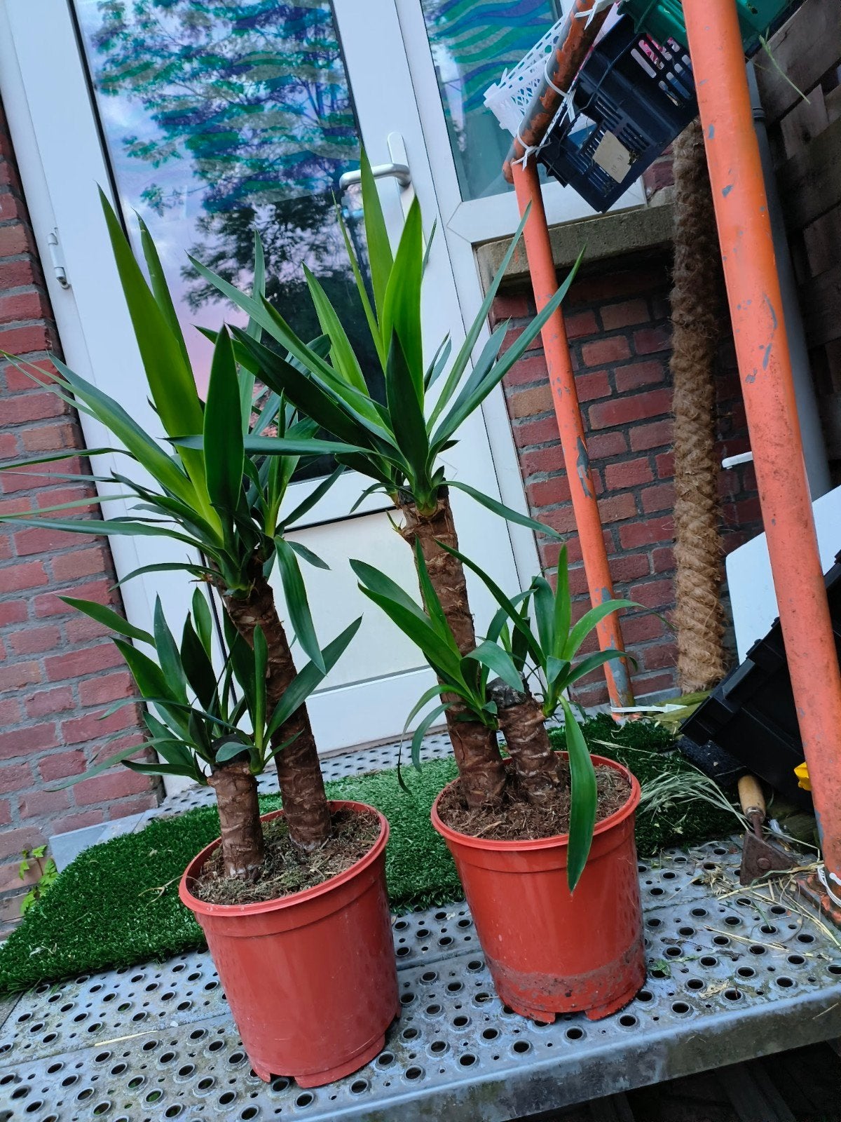 Yucca planten -5€, Ophalen of Verzenden