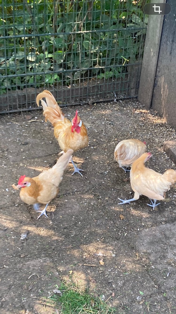 Friese kriel zandgeel, Meerdere dieren, Kip