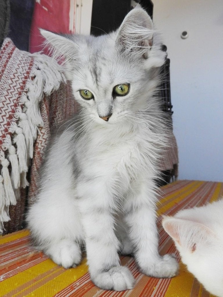 Prachtige Britse Langhaar x Ragdoll kittens  4 maanden, Meerdere dieren, Ontwormd, 0 tot 2 jaar