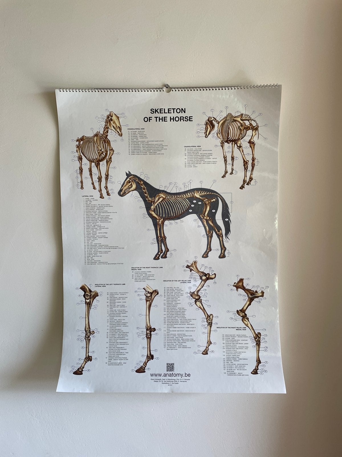 6 anatomie posters van een paard, Verzamelen, Posters, Ophalen, A1 t/m A3, Dier of Natuur, Rechthoekig Staand