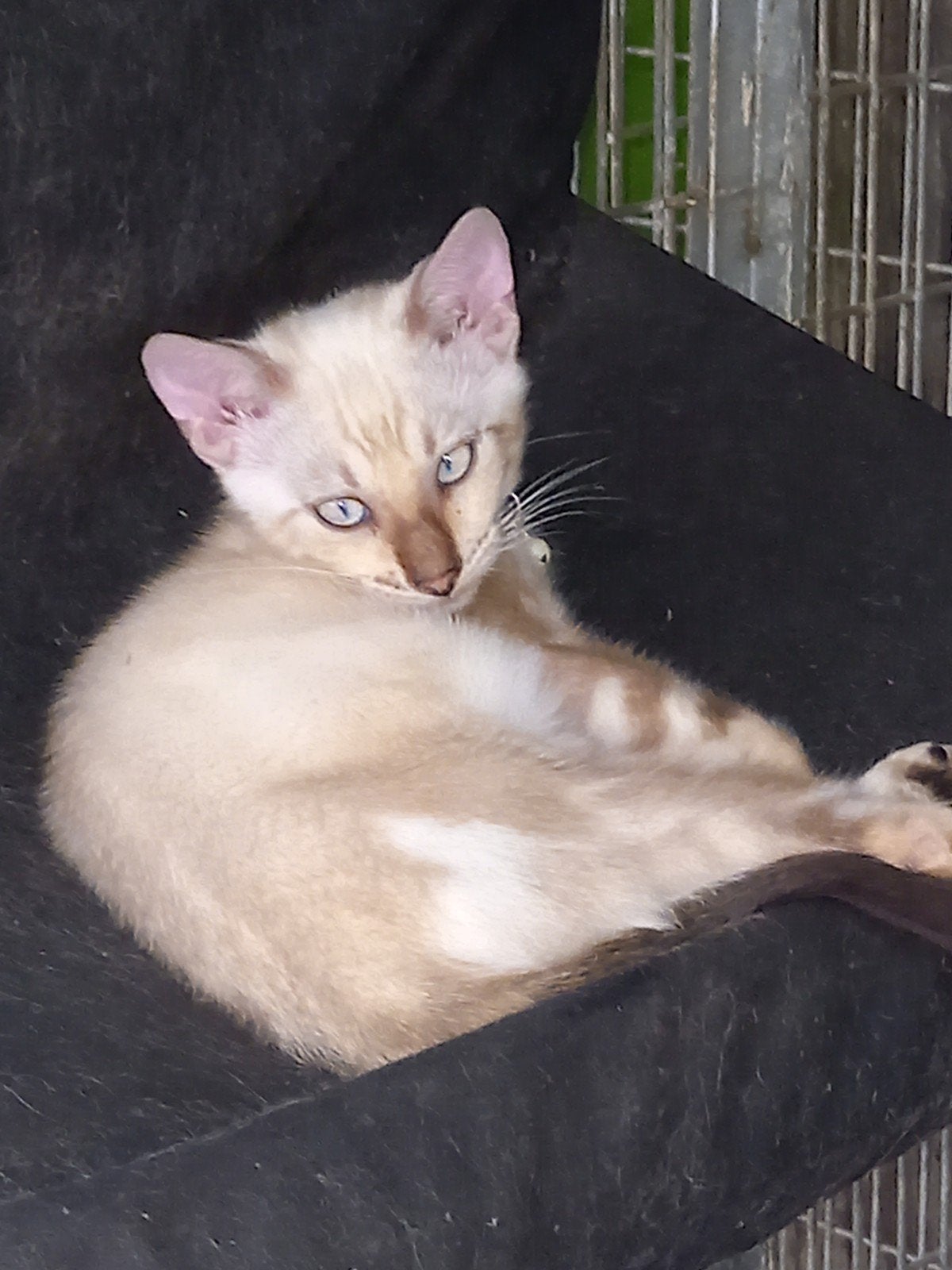 Mooie Bengaal kittens, Meerdere dieren