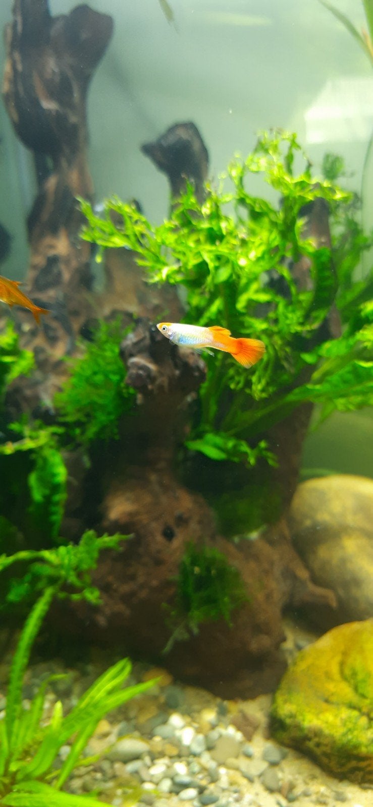 koi guppy mannetje, Vis, Zoetwatervis